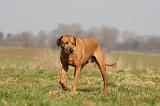 RODESIAN RIDGEBACK 135